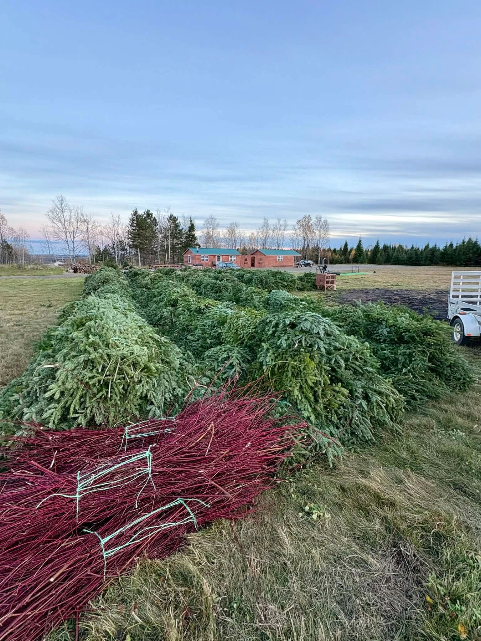 Fresh Christmas wreaths