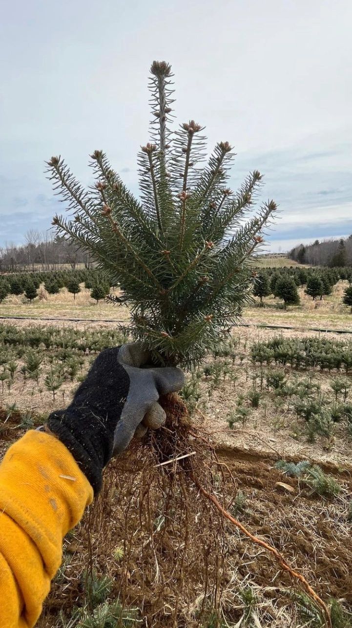 Balsam Fir Christmas tree