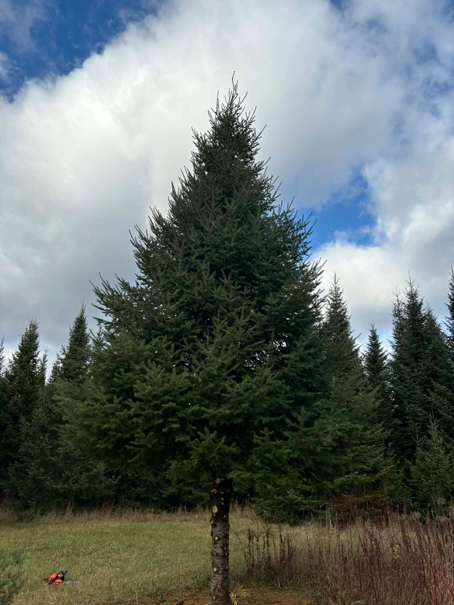 Big beautiful field tree at MMB Trees