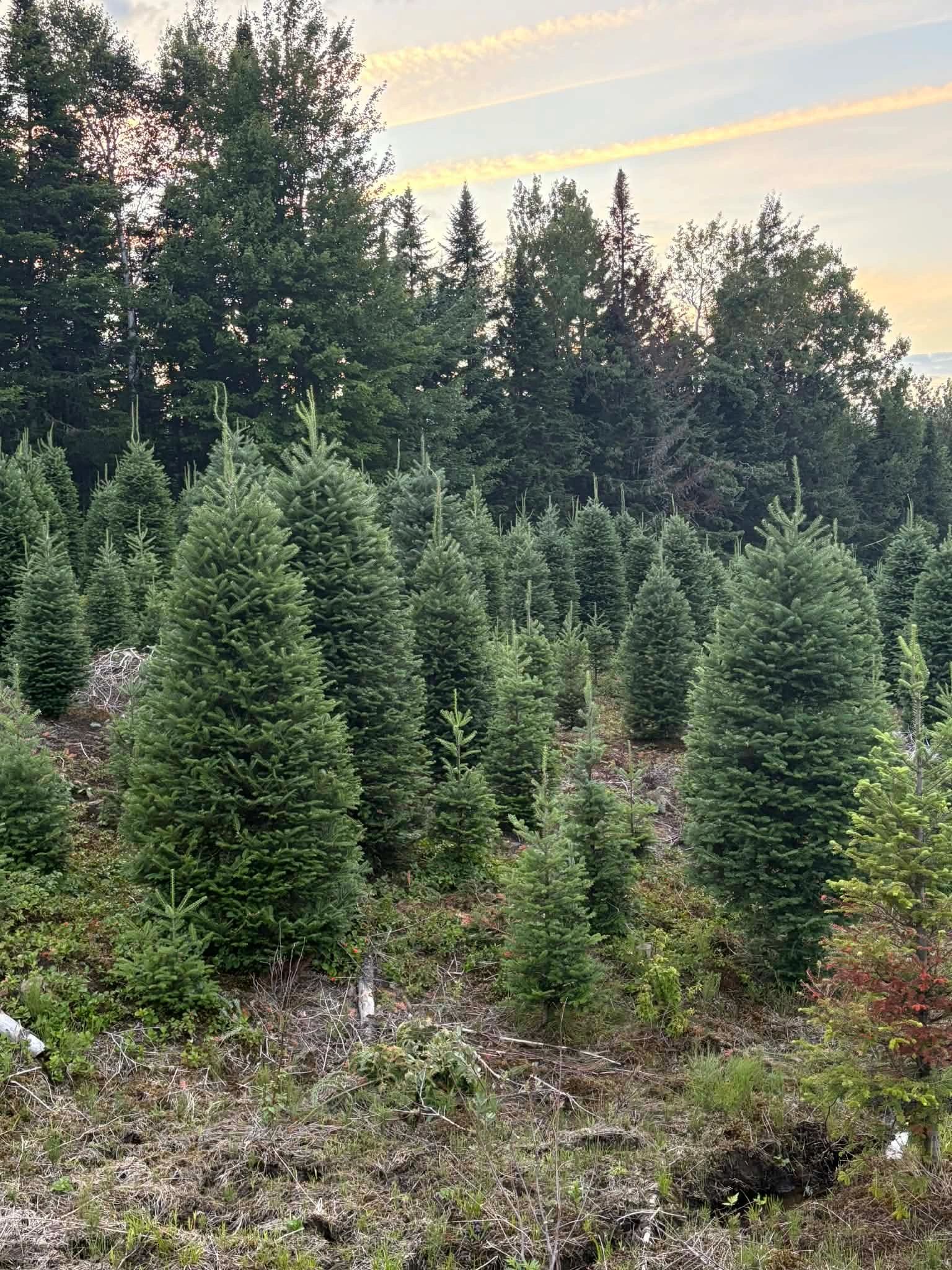 Fraser Fir Christmas tree