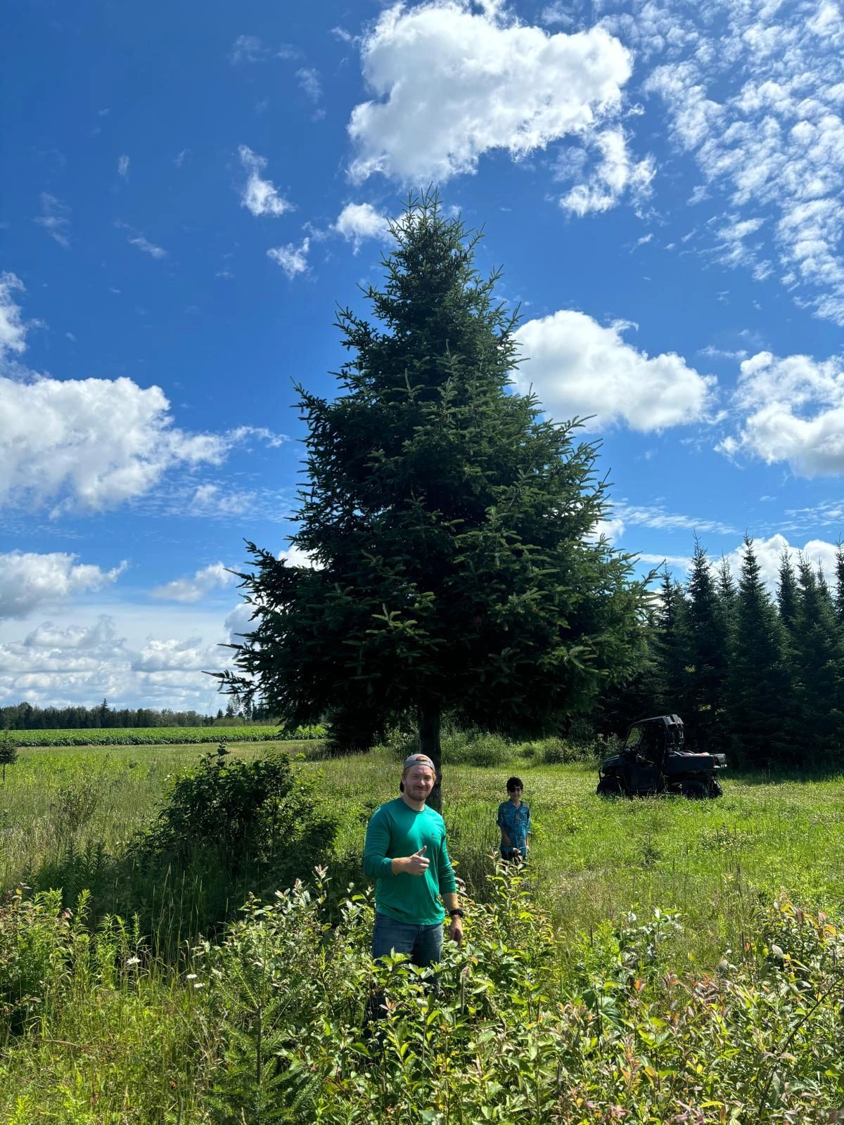 MMB Trees farm summer 2024