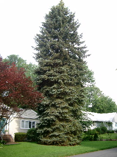 70 foot spruce tree from North Pole Xmas Trees