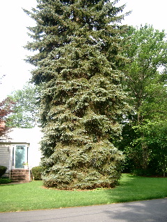 70-foot spruce installation