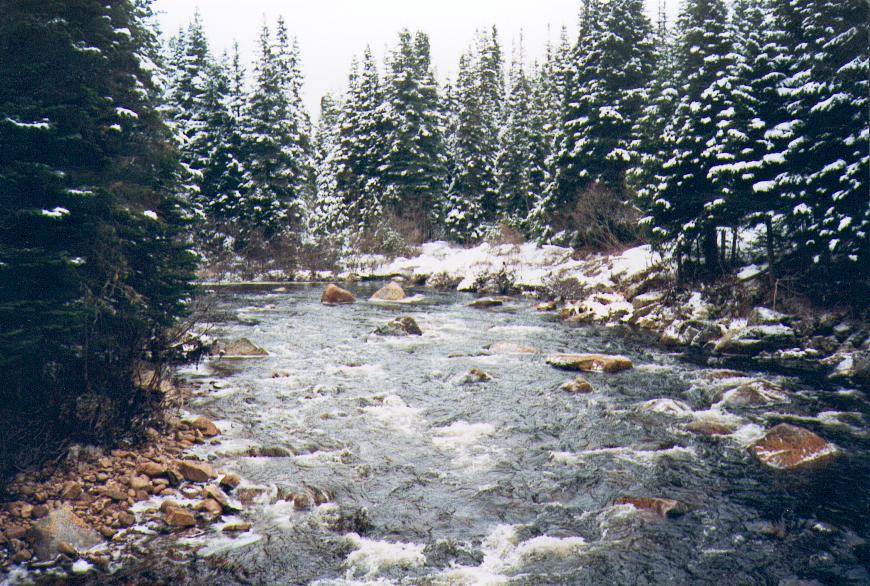 Natural balsam fir forest in Maine