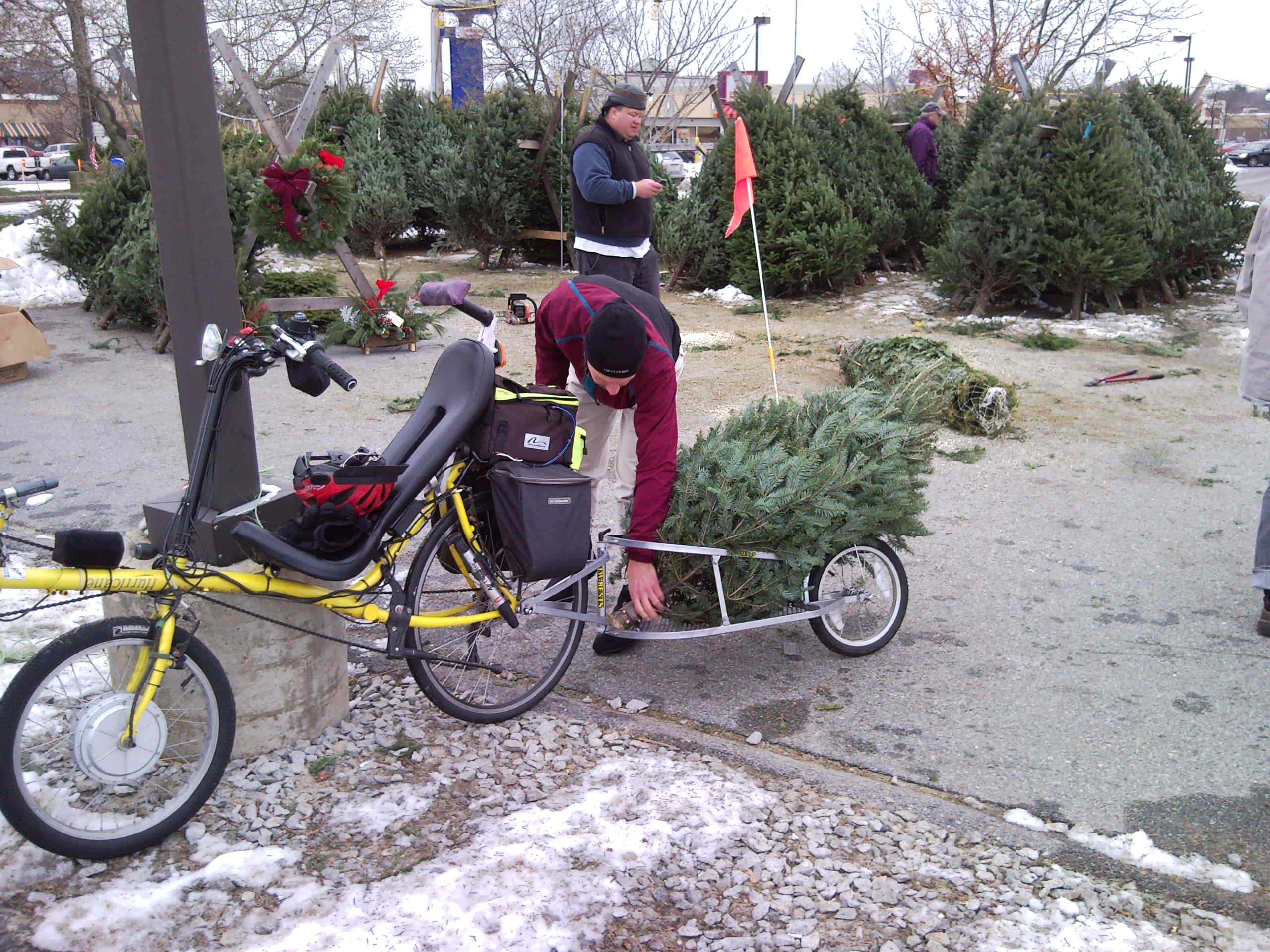 Christmas tree delivery by bicycle