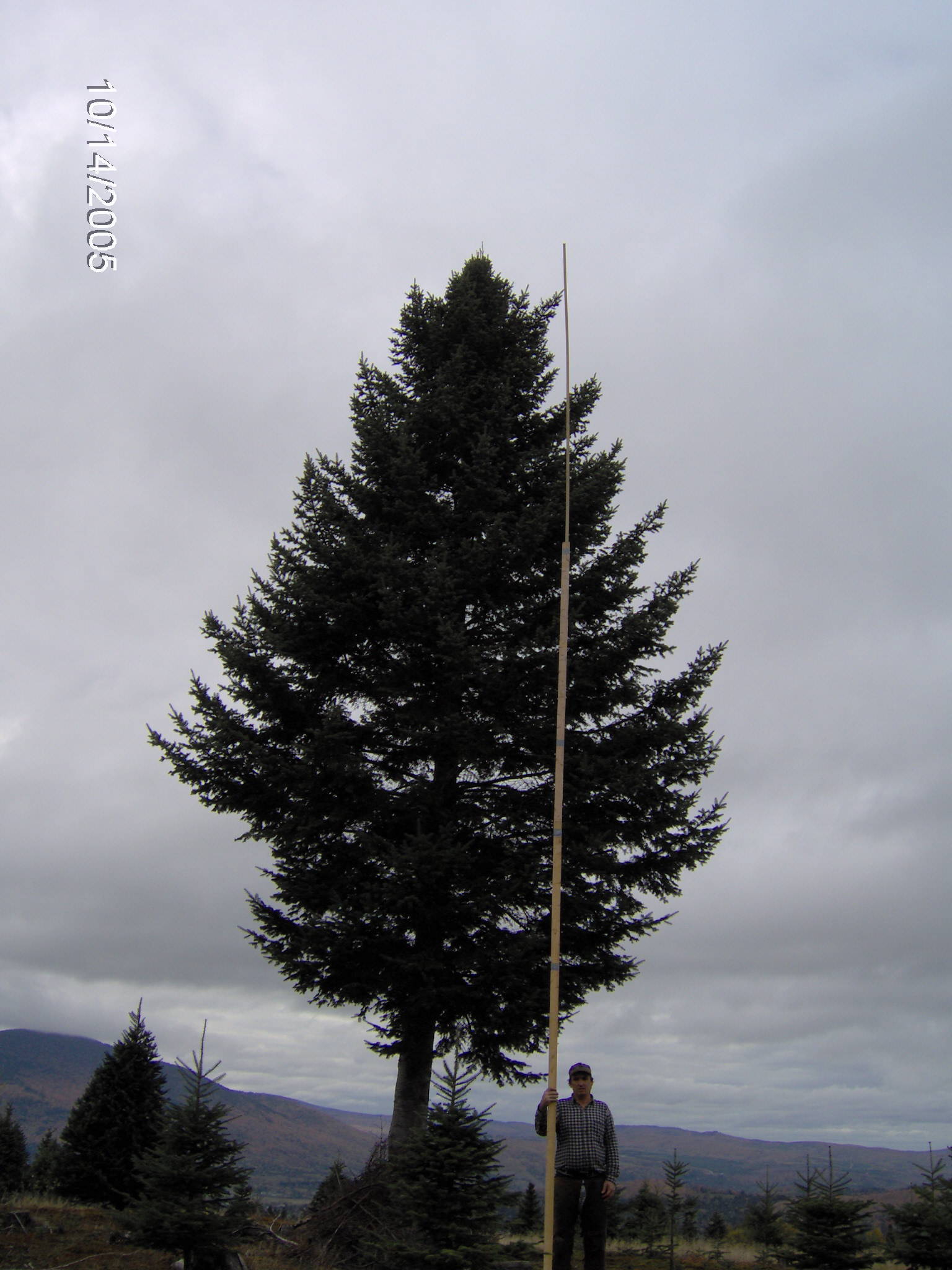 Balsam fir Christmas tree from North Pole Xmas Trees