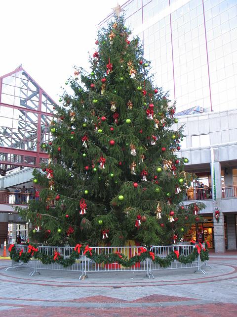 50-foot tree at Faneuil Hall Boston
