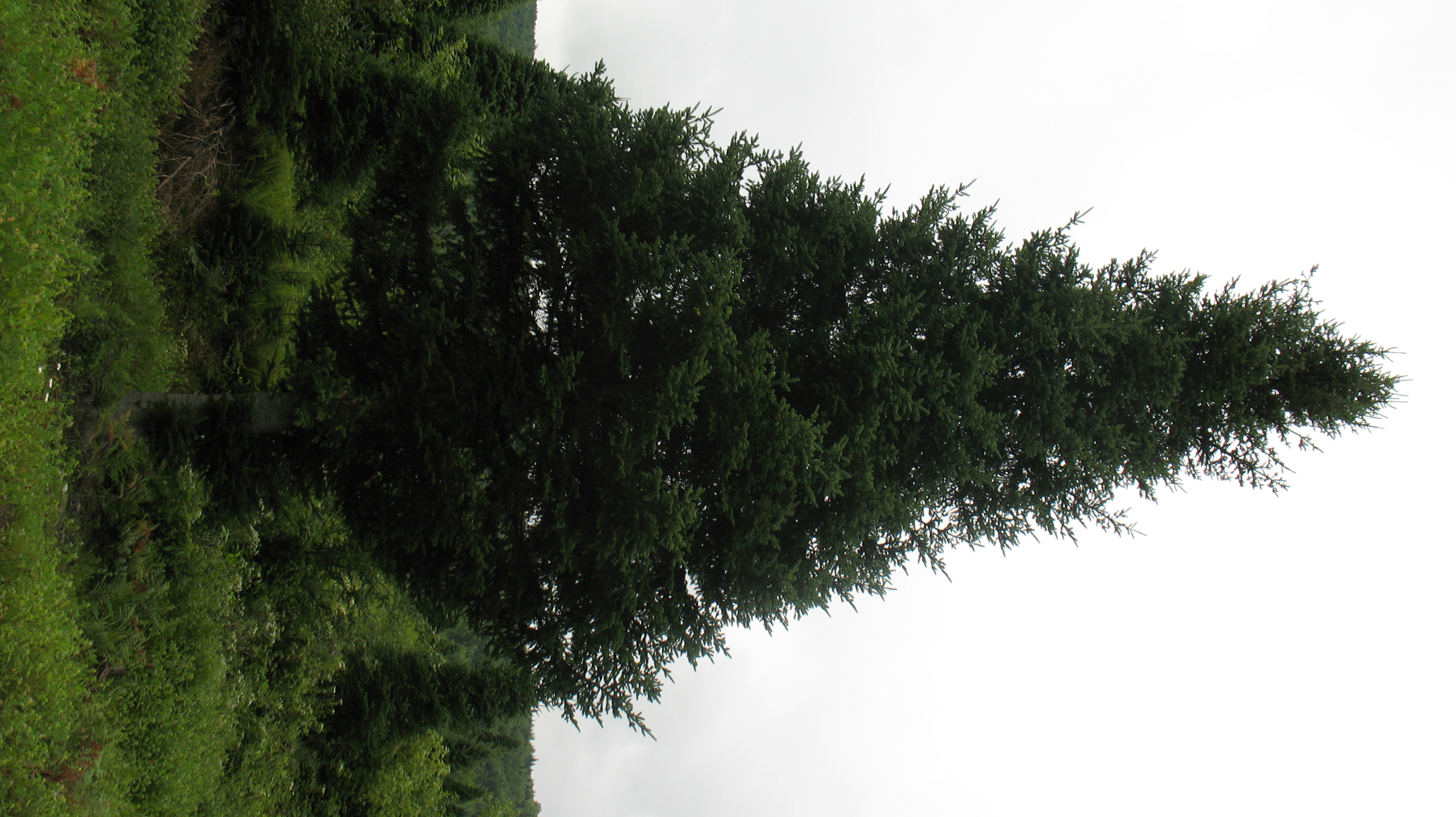 Christmas tree farm photo from North Pole Xmas Trees