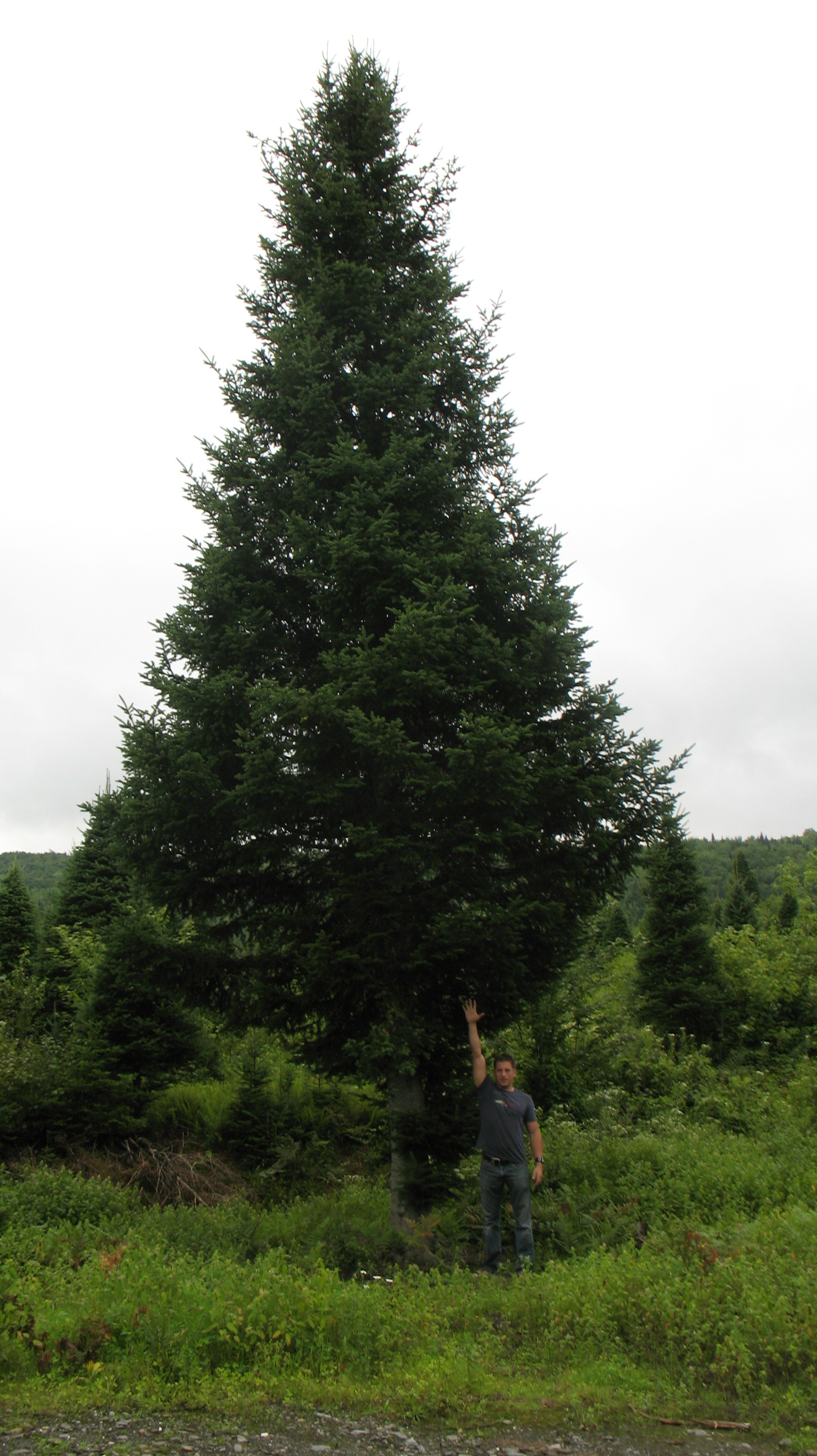 Christmas tree farm photo from North Pole Xmas Trees