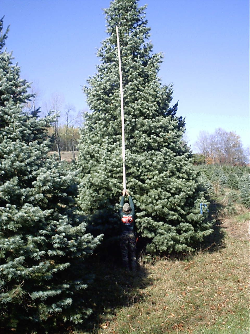 Rows of premium trees at Maple Hill plantation