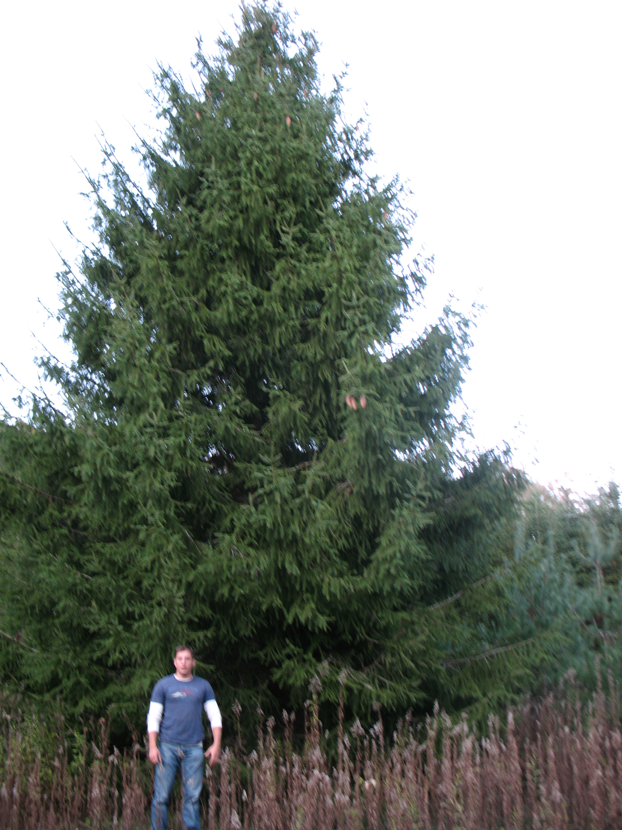 50-foot Norway Spruce